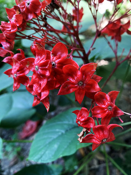狀元紅網(wǎng)，揭秘4987精準資料的秘密，狀元紅網(wǎng)揭秘，精準資料4987背后的秘密