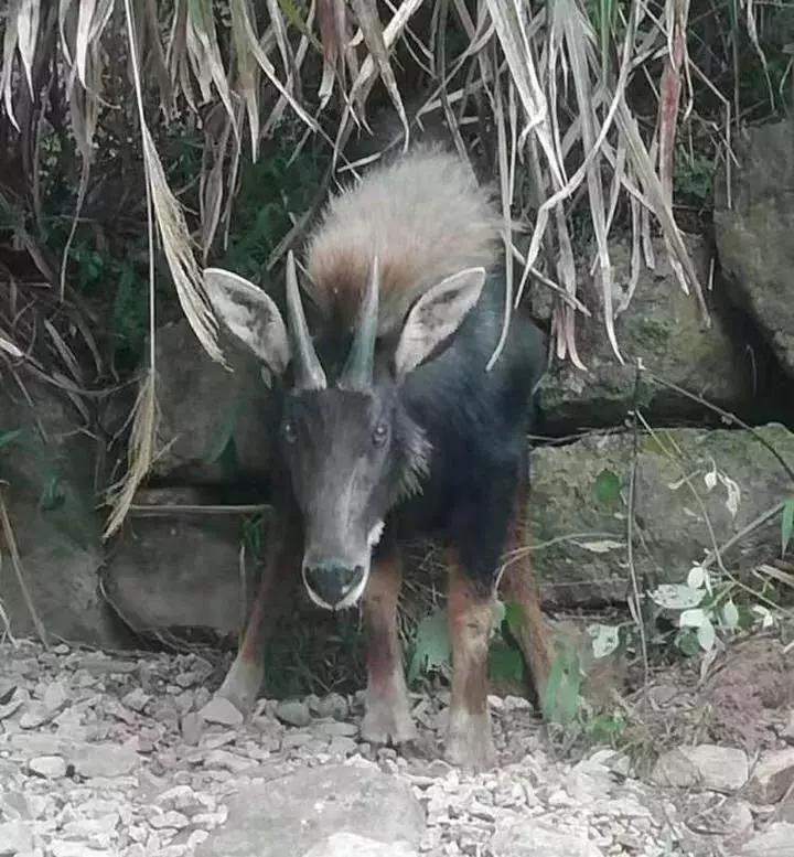 揭秘四不像一肖圖王中王身份之謎——探尋背后的神秘人物，揭秘四不像一肖圖王中王背后的神秘人物身份之謎