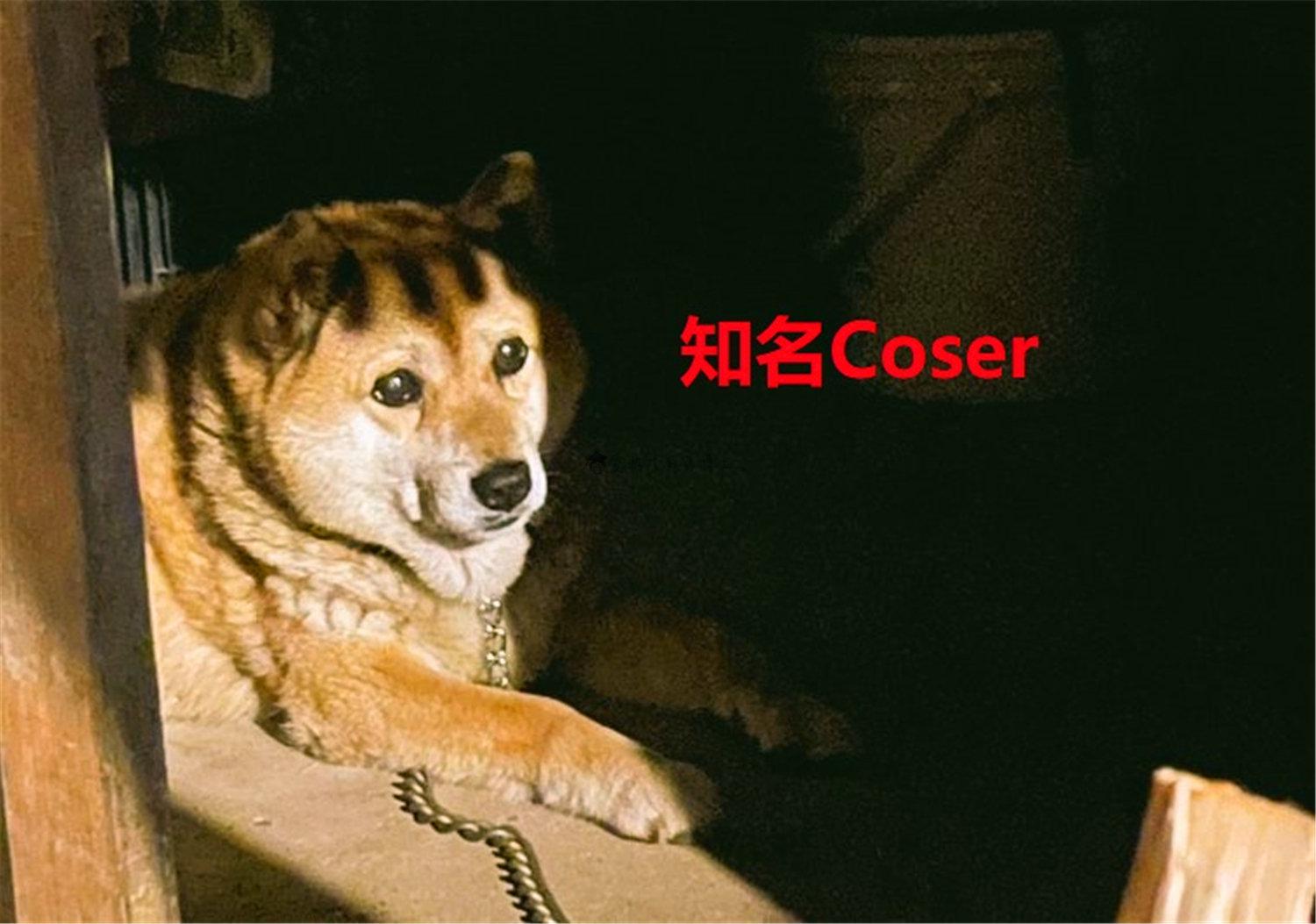 豬狗同行王中王，猜一肖，深度解析與SEO優(yōu)化，豬狗同行王中王猜謎解析與SEO優(yōu)化技巧，深度解析揭秘生肖之謎