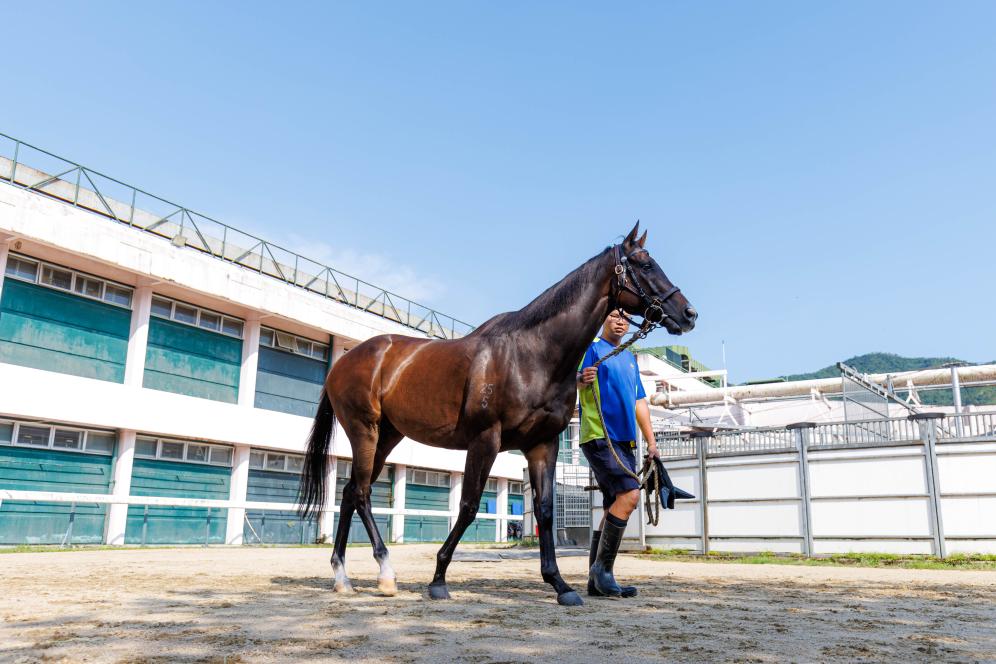 香港賽馬，77777與88888的激情碰撞，香港賽馬盛宴，激情碰撞的77777與88888對決