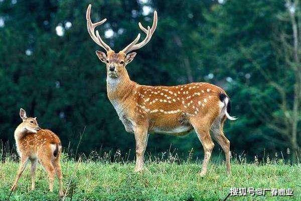 最新版本的6566cc澳彩資料大全介紹與特色功能解析，圖庫(kù)升級(jí)亮點(diǎn)一覽，最新6566cc澳彩資料大全介紹與特色功能解析，圖庫(kù)升級(jí)亮點(diǎn)全揭秘