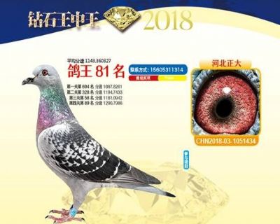 王中王四馬一肖，探尋背后的故事與奧秘，王中王四馬一肖，背后的故事與奧秘探尋