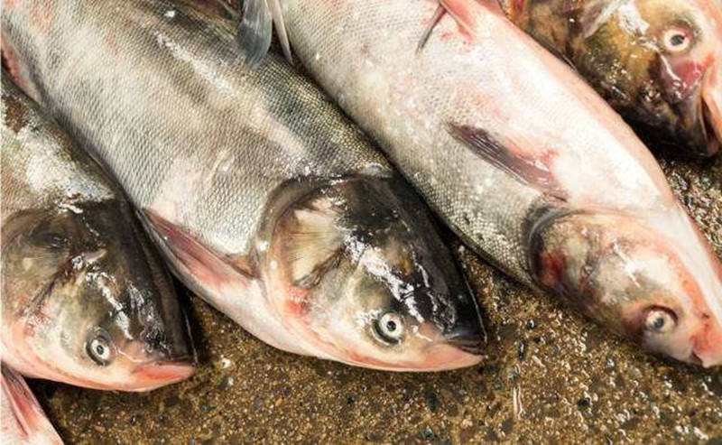 四種孕婦千萬(wàn)不能吃魚(yú)的類(lèi)型及其重要性，四種孕婦不宜食用的魚(yú)類(lèi)類(lèi)型及其重要性解析