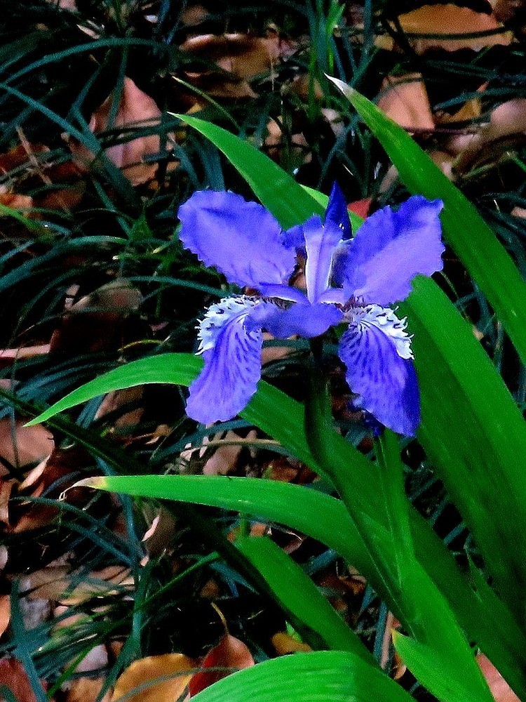 鳶尾花的美麗與神秘，探尋其背后的故事與SEO優(yōu)化價值，鳶尾花的魅力，背后的故事與SEO優(yōu)化價值探索