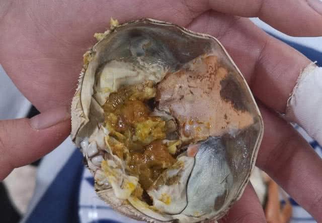 螃蟹的食物習(xí)性，探究螃蟹吃什么食物，螃蟹的食物習(xí)性探究，螃蟹的食性及其偏好食物解析