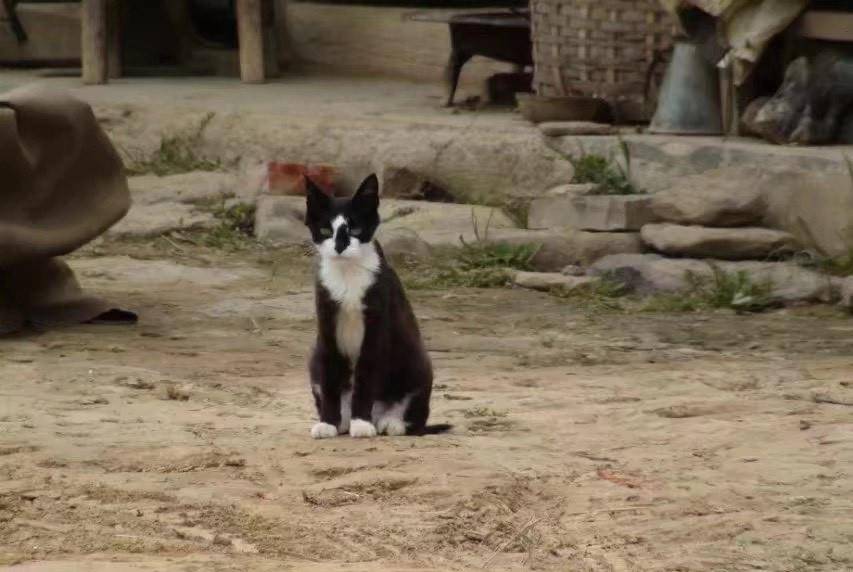 揭秘白姐王中王四不像圖一肖，神秘現(xiàn)象背后的真相，揭秘白姐王中王四不像圖一肖，神秘現(xiàn)象真相大揭秘