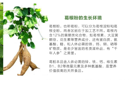 葛根，揭示其十大功效的奧秘，葛根，深度解析十大功效的奧秘