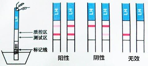 例假過后幾天容易懷孕——備孕期的最佳時(shí)機(jī)解析，例假期過后幾天最易受孕，備孕期最佳時(shí)機(jī)詳解