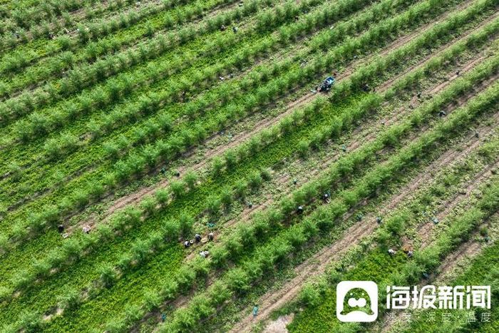 茂密森林中的王中王——一肖傳奇，森林霸主一肖傳奇，王中王的傳奇故事