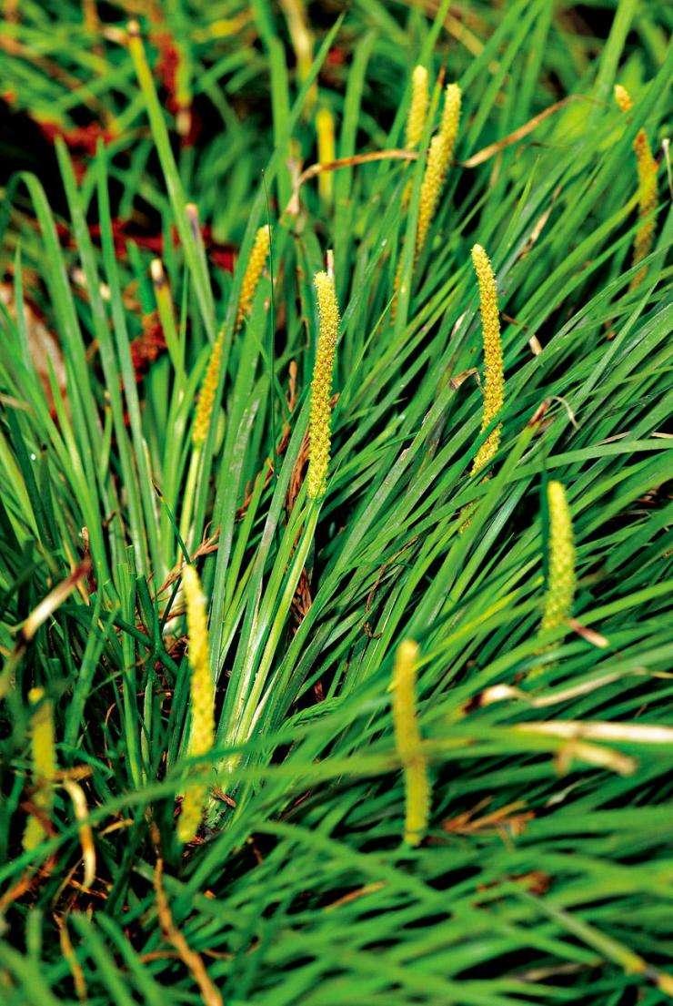 石菖蒲，功效與作用詳解，石菖蒲，功效與作用全面解析