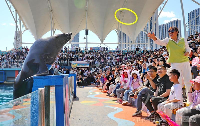 新澳2025今晚開獎結(jié)果揭曉，期待與驚喜并存，新澳2025今晚開獎結(jié)果揭曉，期待與驚喜交織的時刻