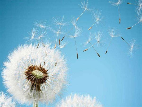 蒲公英對男人性功能的影響，揭示神秘植物的力量，蒲公英對男性性功能的影響探究，神秘植物的力量揭秘