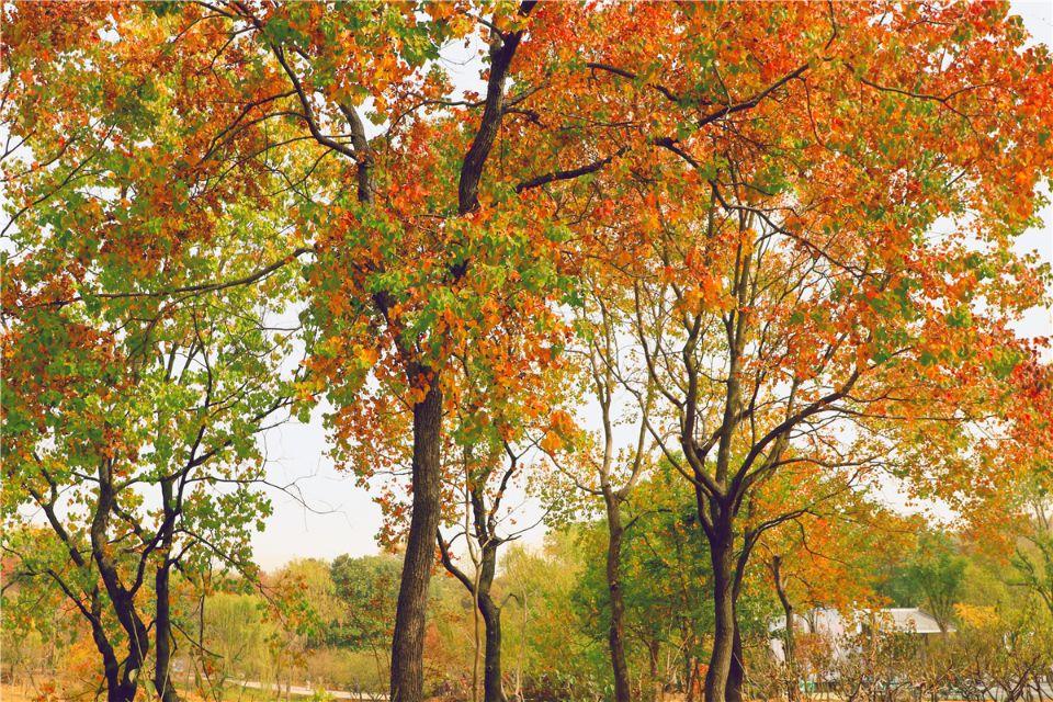 劉伯溫的欲錢猜一肖，神秘預(yù)言與SEO解讀，劉伯溫欲錢猜一肖神秘預(yù)言與SEO解讀揭秘