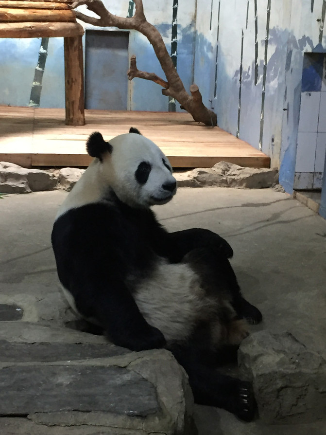 成都動(dòng)物園一日游攻略，精彩紛呈的一天，成都動(dòng)物園一日游攻略，精彩紛呈的一天體驗(yàn)