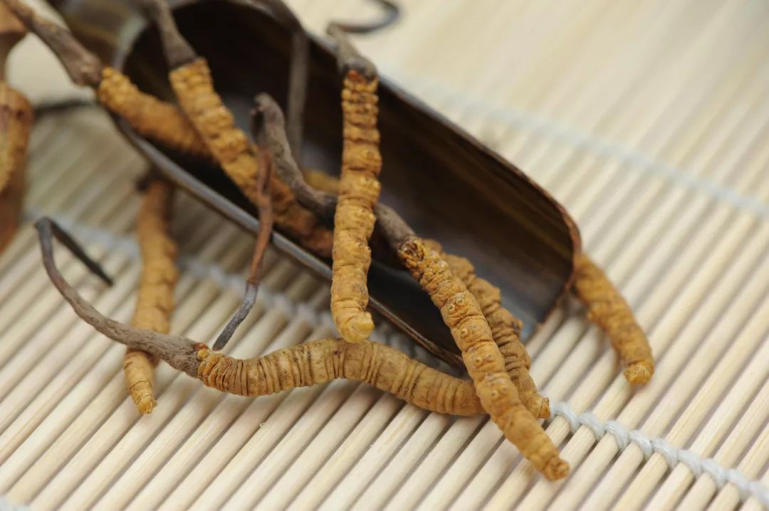 冬蟲(chóng)夏草圖片，探尋神秘的草藥世界與珍貴圖片展示，冬蟲(chóng)夏草圖片，探尋草藥世界的神秘與珍貴圖片展示