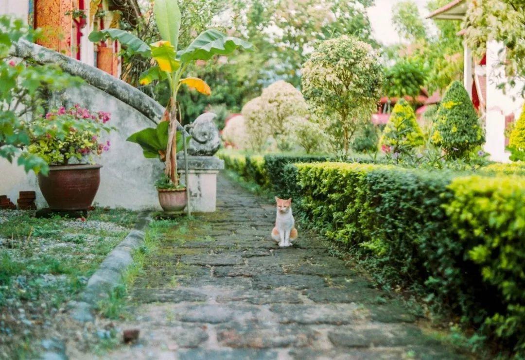 曼谷十大旅游景點——探索泰國的魅力之都，曼谷十大必游景點——感受泰國魅力之都的魅力