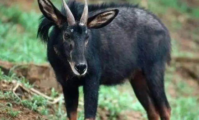 揭秘劉伯溫的四不像猜一肖之謎，劉伯溫四不像猜肖之謎揭秘