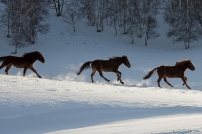 王中王一肖必中四不像，神秘現(xiàn)象解析與SEO洞察，王中王一肖四不像現(xiàn)象解析與SEO洞察揭秘