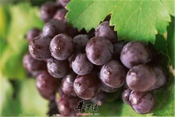 孕婦能否吃葡萄？營養(yǎng)專家為您解答疑惑，孕婦可以吃葡萄嗎？營養(yǎng)專家解答關(guān)于孕婦飲食的疑惑