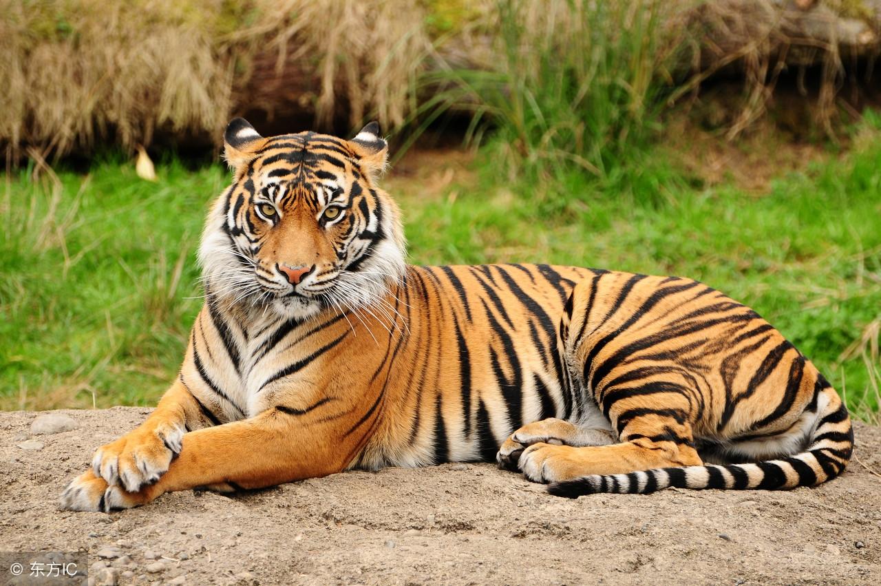 王中王指一生肖——探尋生肖文化中的特殊含義，生肖之王，探尋生肖文化中的特殊含義