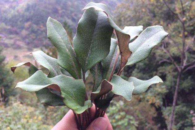 鐵皮石斛泡水喝的功效，揭示其潛在的健康益處，鐵皮石斛泡水喝的健康益處，探索其潛在功效與益處