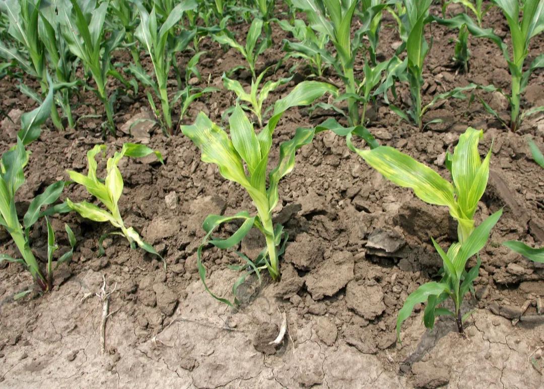 缺鋅的癥狀，揭示隱藏的健康警示，缺鋅癥狀揭秘，隱藏的健康警示標志