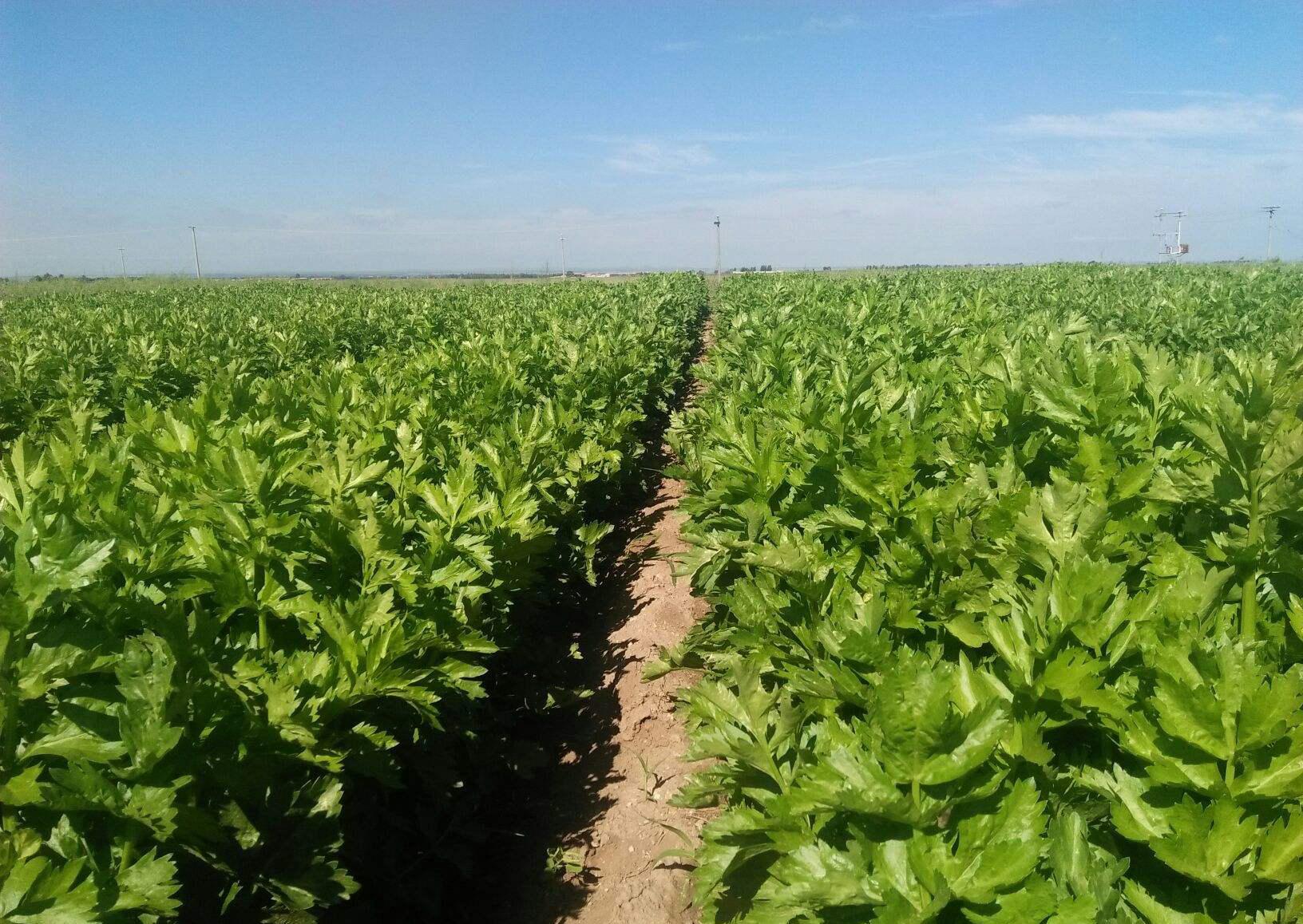 第一名降血脂蔬菜，探索健康秘密的寶藏，探索健康寶藏，第一名降血脂蔬菜揭秘