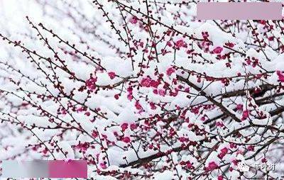 探索新澳門正版梅花詩，展望2025年第107期精彩內(nèi)容，探索新澳門正版梅花詩，展望第107期精彩內(nèi)容揭曉