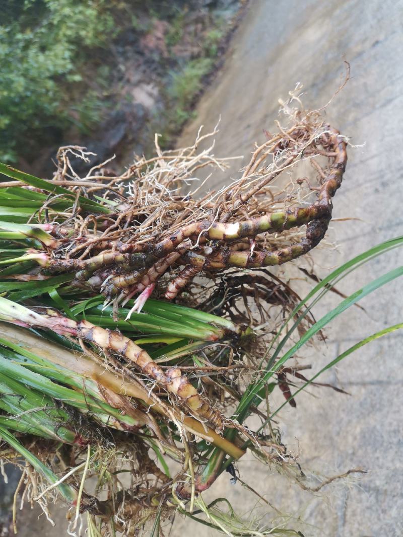 石菖蒲圖片，探尋自然之美與藥用價值，石菖蒲，自然之美與藥用價值的探尋圖片欣賞