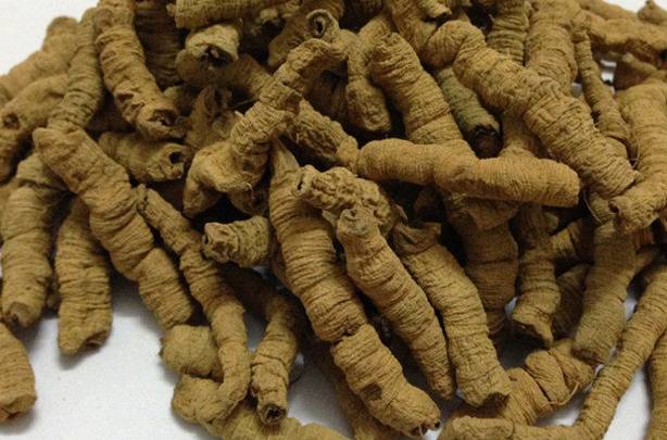 巴戟天的作用和功效，深入解析傳統(tǒng)中藥材的魅力，巴戟天的功效與作用，揭示傳統(tǒng)中藥材的奧秘與魅力