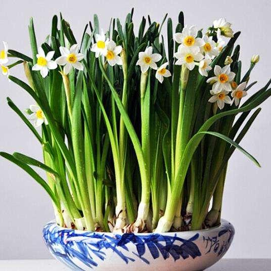 家里堅(jiān)決不能養(yǎng)的花，家里不宜養(yǎng)的花，警惕選擇花卉的禁忌