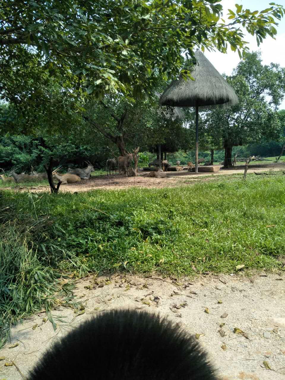 長(zhǎng)隆野生動(dòng)物園一日游攻略，探索野生世界的精彩之旅，長(zhǎng)隆野生動(dòng)物園一日游攻略，探索野生世界的精彩探險(xiǎn)之旅