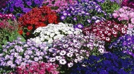 揭秘神秘的管家婆鳳凰，7777788888背后的故事，揭秘數(shù)字背后的神秘管家婆鳳凰，777778與8888的傳奇故事